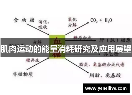 肌肉运动的能量消耗研究及应用展望